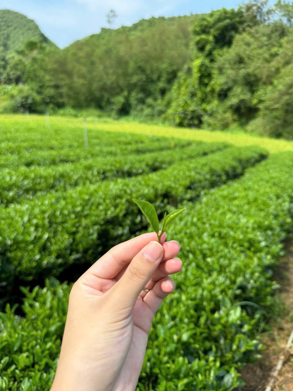 Đồi trà Tân Cương